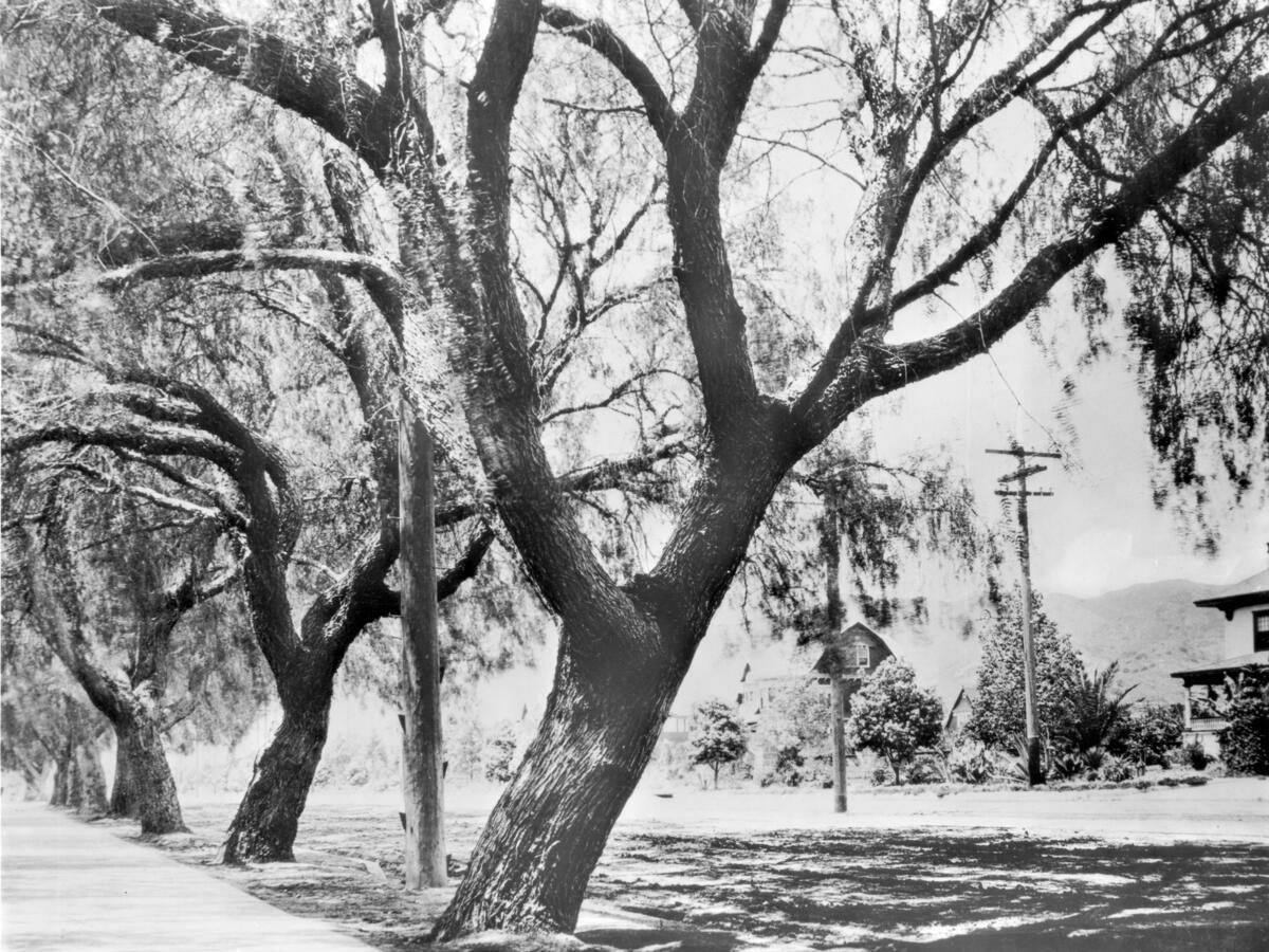 Tree-lined Hollywood Boulevard looking west in 1905