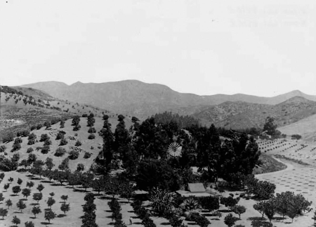 Orchards and a windmill in the hills of Hollywood, 1902